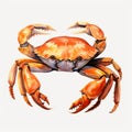 Vintage Watercolored Crab Illustration On White Background