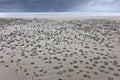 Crab dwellings on Australian beach