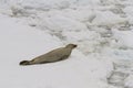 Crab eater seal on ice float, Antarctica