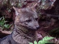 Crab-Eating Fox Cerdocyon thous, also known as Common Zorro, C