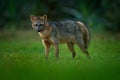 Crab-eating fox, Cerdocyon thous, forest fox, wood fox or Maikong. Wild dog in nature habitat. Face evening portrait. Wildlife, Pa