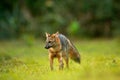 Crab-eating fox, Cerdocyon thous, forest fox, wood fox or Maikong. Wild dog in nature habitat. Face evening portrait. Wildlife, Pa