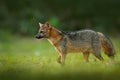 Crab-eating fox, Cerdocyon thous, forest fox, wood fox or Maikong. Wild dog in nature habitat. Face evening portrait. Wildlife, Pa