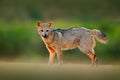 Crab-eating fox, Cerdocyon thous, forest fox, wood fox or Maikong. Wild dog in nature habitat. Face evening portrait. Wildlige, Pa Royalty Free Stock Photo