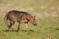 Crab eating Fox on the prowl