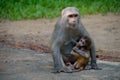 Infant Crab-eating Macaque Feeding from its Mother Royalty Free Stock Photo