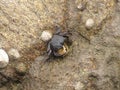 Crab eating limpet in a rock Royalty Free Stock Photo