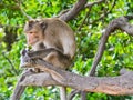 Crab-eating macaque Royalty Free Stock Photo