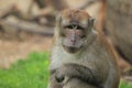 Crab-eating macaque Royalty Free Stock Photo