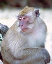 Crab-eating Macaque Royalty Free Stock Photo