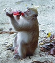 Crab-eating Macaque