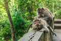 Two macaque monkeys Royalty Free Stock Photo