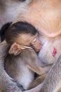 Crab eating macaque baby feeding from mother