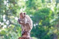 Crab-eating macaque on concrete fence Royalty Free Stock Photo