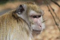 Crab-eating macaque