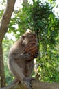 Crab-eating macaque eating coconut