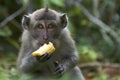 Crab-eating macaque (Macaca fascicularis) Royalty Free Stock Photo