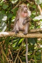 Crab-eating macaque Macaca fascicularis at Gaya Island in Tunku Abdul Rahman National Park, Sabah, Malays Royalty Free Stock Photo