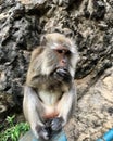 Crab-eating macaque Macaca fascicularis while eating - Monkey in Thailand Royalty Free Stock Photo