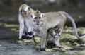 Crab eating macaque Macaca fascicularis monkeys on beach Royalty Free Stock Photo