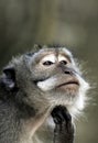 Crab eating macaque Macaca fascicularis portrait Royalty Free Stock Photo