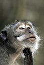 Crab eating macaque Macaca fascicularis portrait