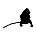 Crab Eating Macaque Macaca Fascicularis Silhouette Vector Found In Map Of Asia