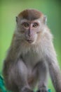 Crab eating macaque, Macaca fascicularis