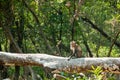 Crab-eating Macaque in mangrove forest