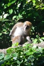 Crab Eating Macaque Monkey