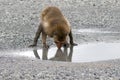 Crab-eating Macaque monkey drinking water on ground at mangrove Royalty Free Stock Photo