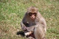 Crab-eating Macaque monkey sitting on the greensward