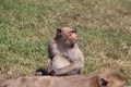 Crab-eating Macaque monkey sitting on the greensward