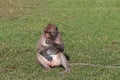 Crab-eating Macaque monkey sitting on the greensward