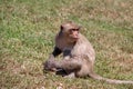 Crab-eating Macaque monkey sitting on the greensward