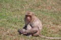 Crab-eating Macaque monkey sitting on the greensward