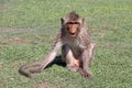 Crab-eating Macaque monkey sitting on the greensward.