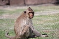 Crab-eating Macaque monkey sitting on the greensward.