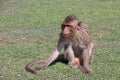 Crab-eating Macaque monkey sitting on the greensward.