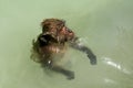 Crab-eating macaque monkey swimming in shallow sea