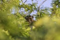 Crab-eating macaque monkey on tamarind tree with blur foreground of tamarind leaf Royalty Free Stock Photo