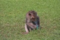 Crab-eating Macaque monkey try to drink from PVC water pipe on the greensward