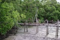 Crab-eating macaque monkeys funny on bamboo bridge in mangrove forest