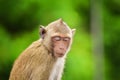 Crab - eating macaque monkeys portrait