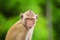 Crab - eating macaque monkeys portrait