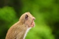 Crab - eating macaque monkeys portrait