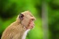 Crab - eating macaque monkeys portrait