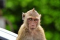 Crab - eating macaque monkeys portrait