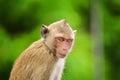 Crab - eating macaque monkeys portrait