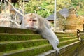 Crab-eating macaque relaxing on a temple wall Royalty Free Stock Photo